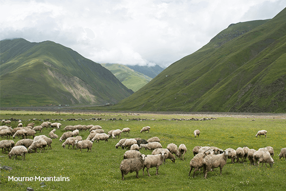 Image of the Moune Mountains with sheep